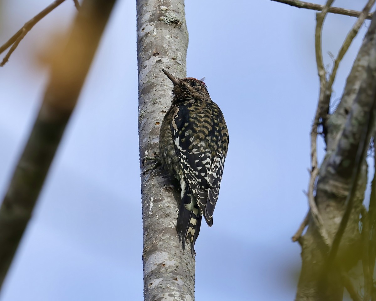 Yellow-bellied Sapsucker - ML496699811