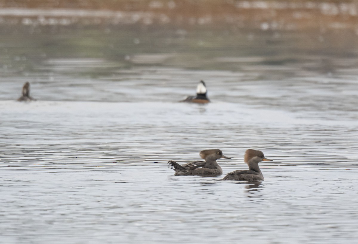 Hooded Merganser - ML496700101