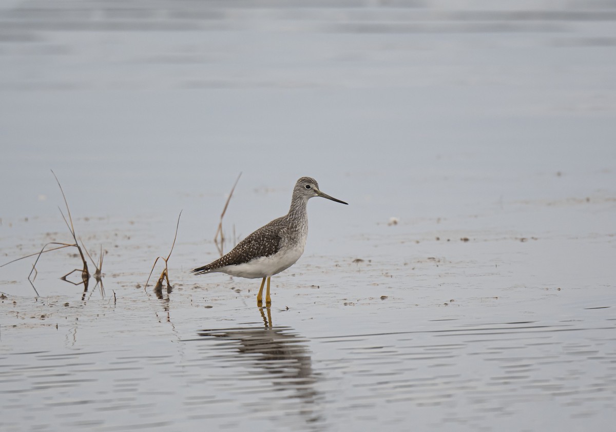 Greater Yellowlegs - ML496700151