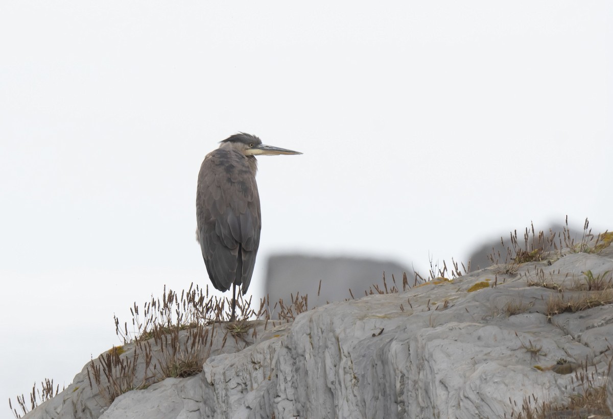 Great Blue Heron - ML496700241