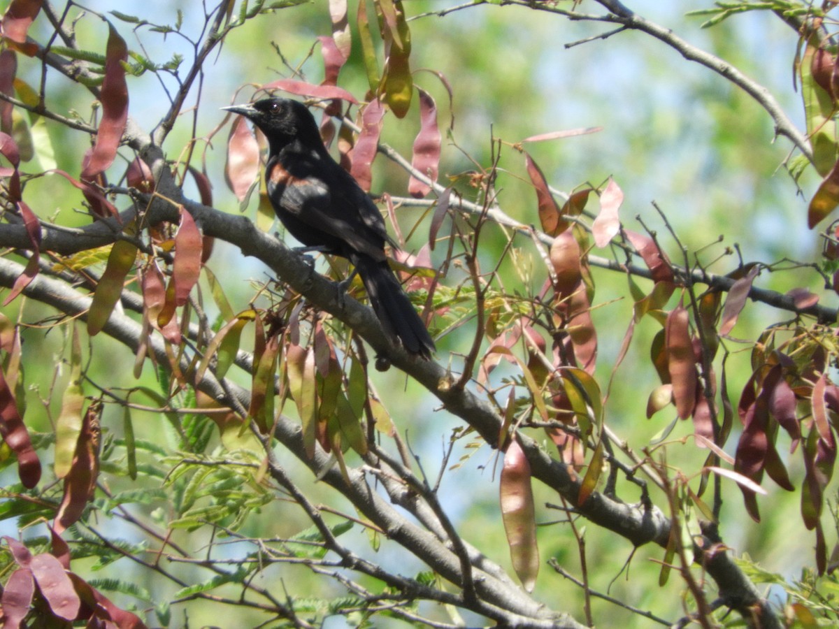 Variable Oriole - ML496700531