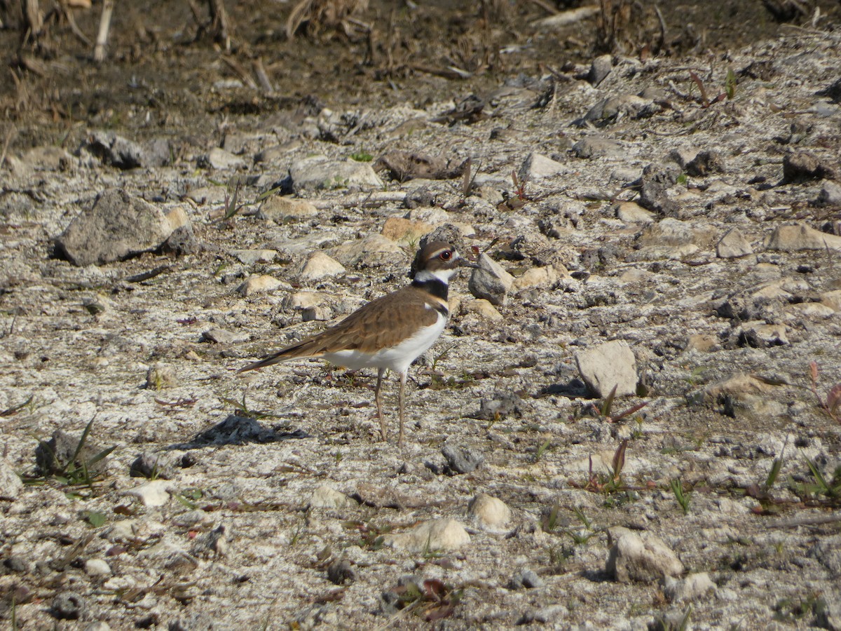 Killdeer - ML496700691