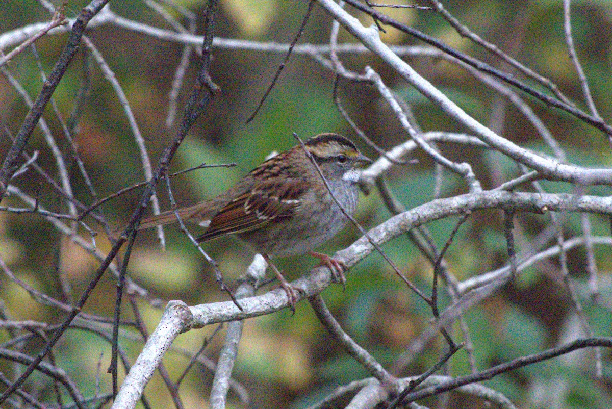 White-throated Sparrow - ML496706471