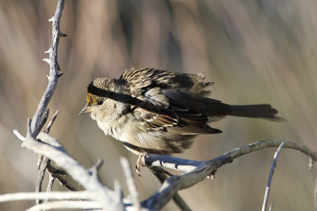 Golden-crowned Sparrow - ML496706791