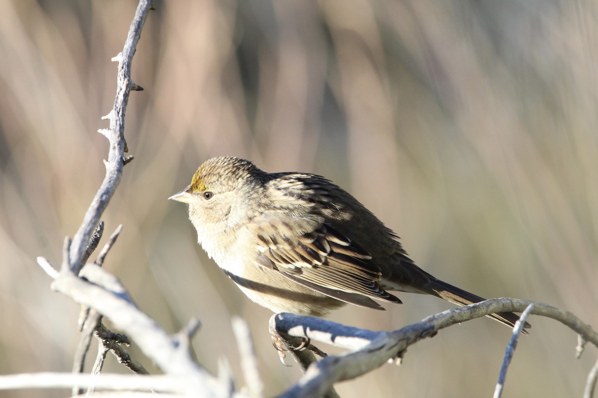 Golden-crowned Sparrow - ML496706801