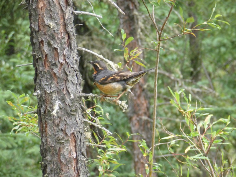 Varied Thrush - ML49670721