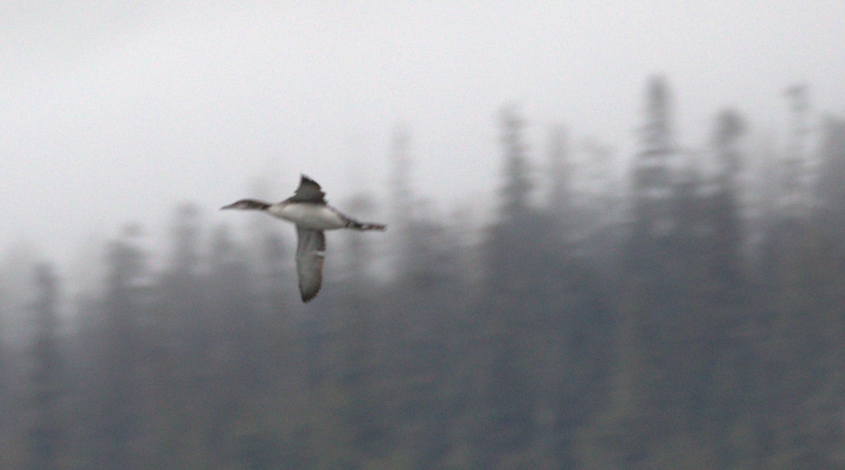 Common Loon - ML496707801