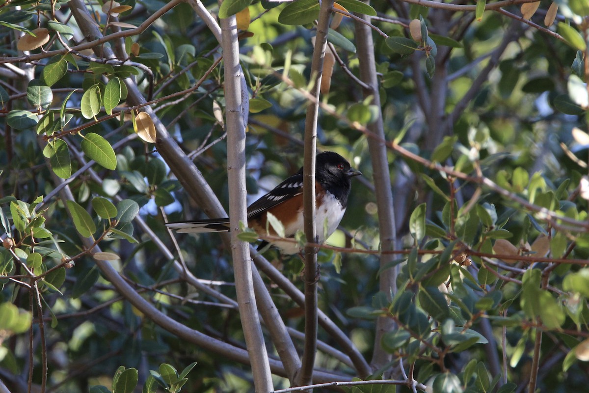 Spotted Towhee - Anthony Scott