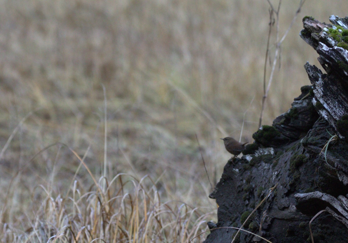 Pacific Wren - ML496708081