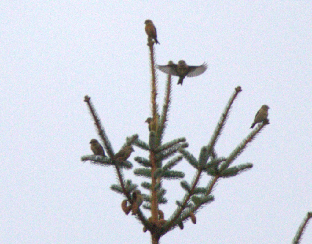 Red Crossbill - Walter Thorne