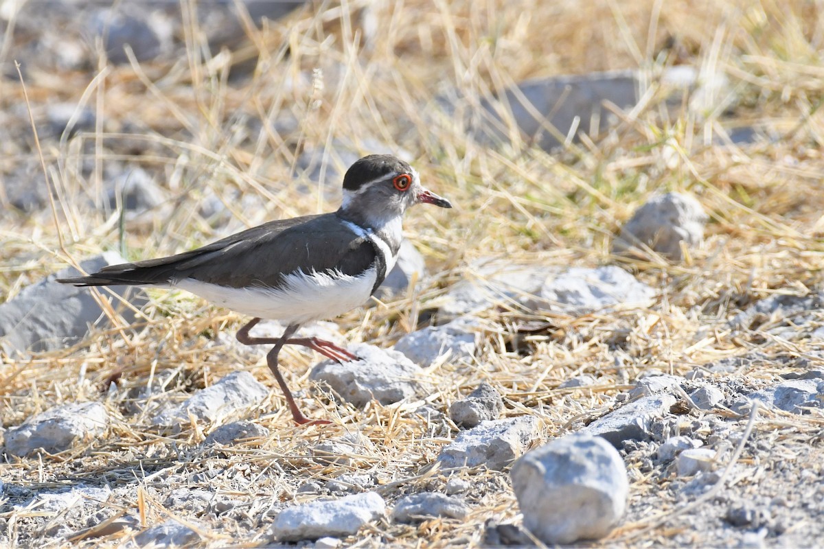 Three-banded Plover - ML496708311