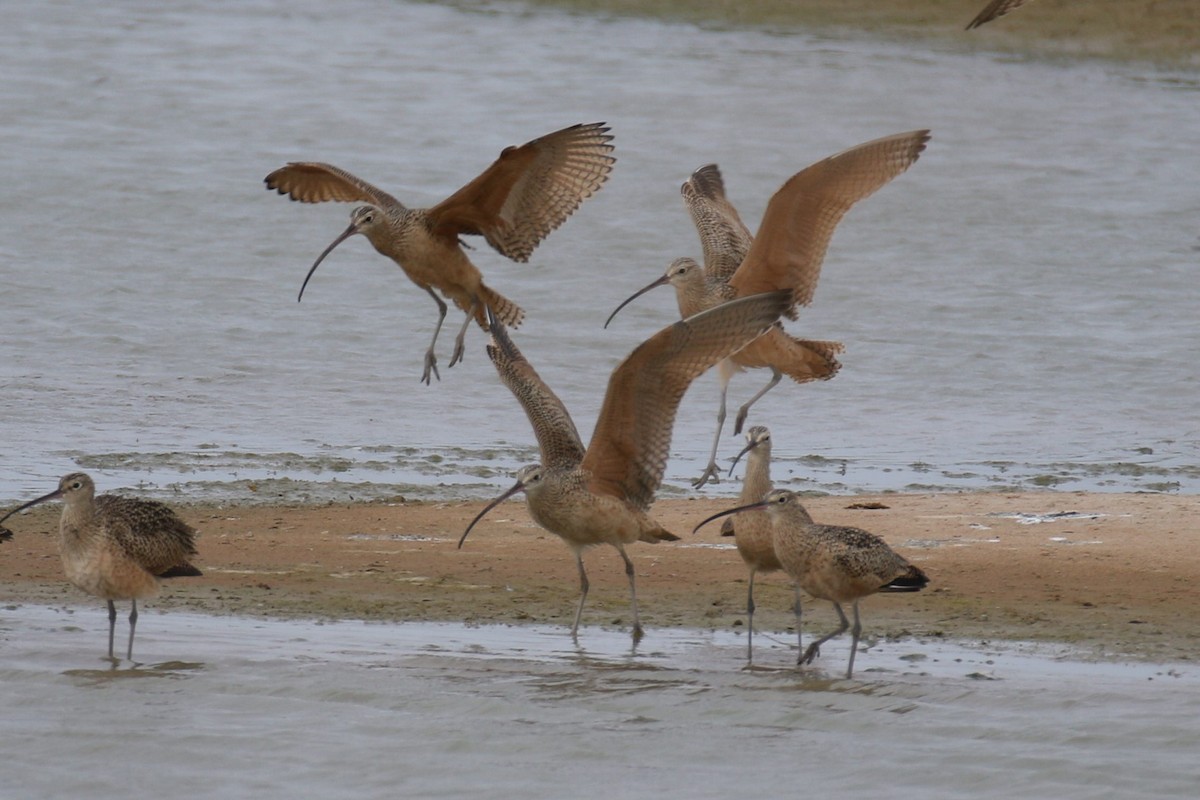 Long-billed Curlew - James Rolfe