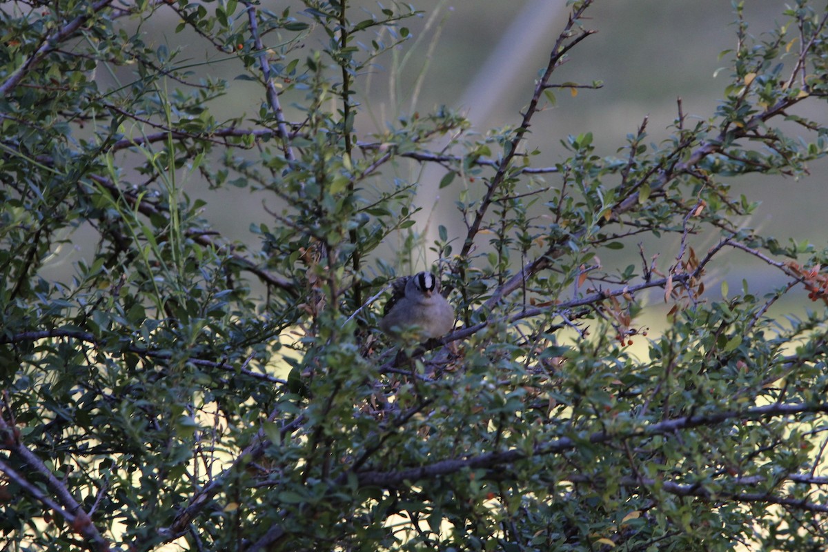 White-crowned Sparrow - ML496708481