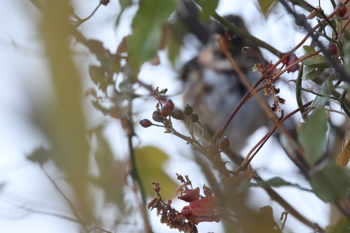 Harris's Sparrow - Anonymous