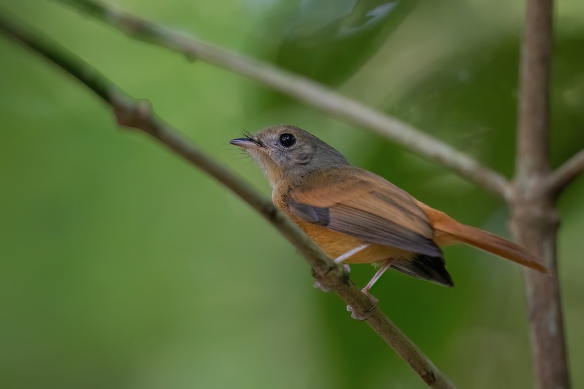 Ruddy-tailed Flycatcher - ML496710301