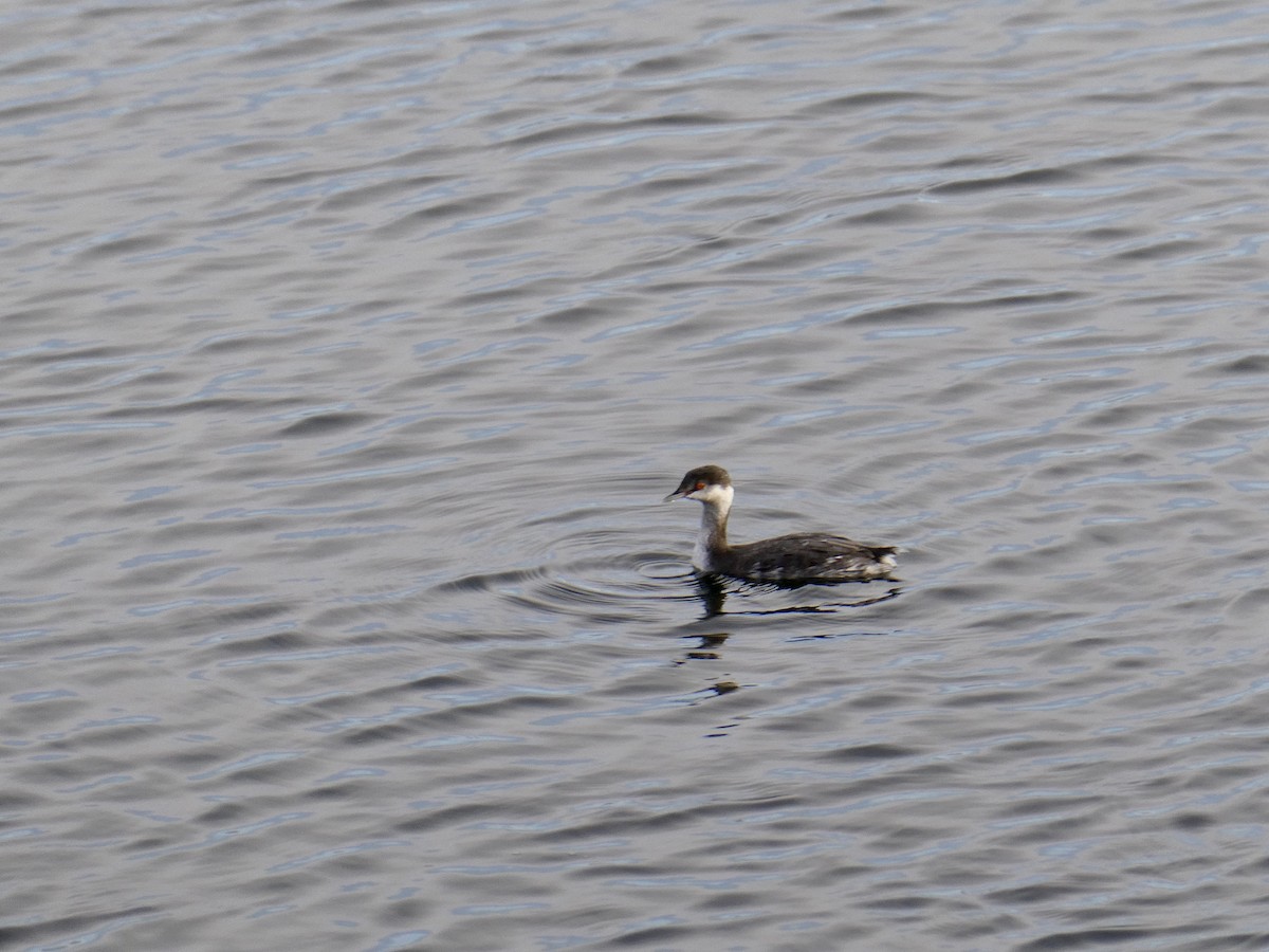 Horned Grebe - Dwaine Talbot