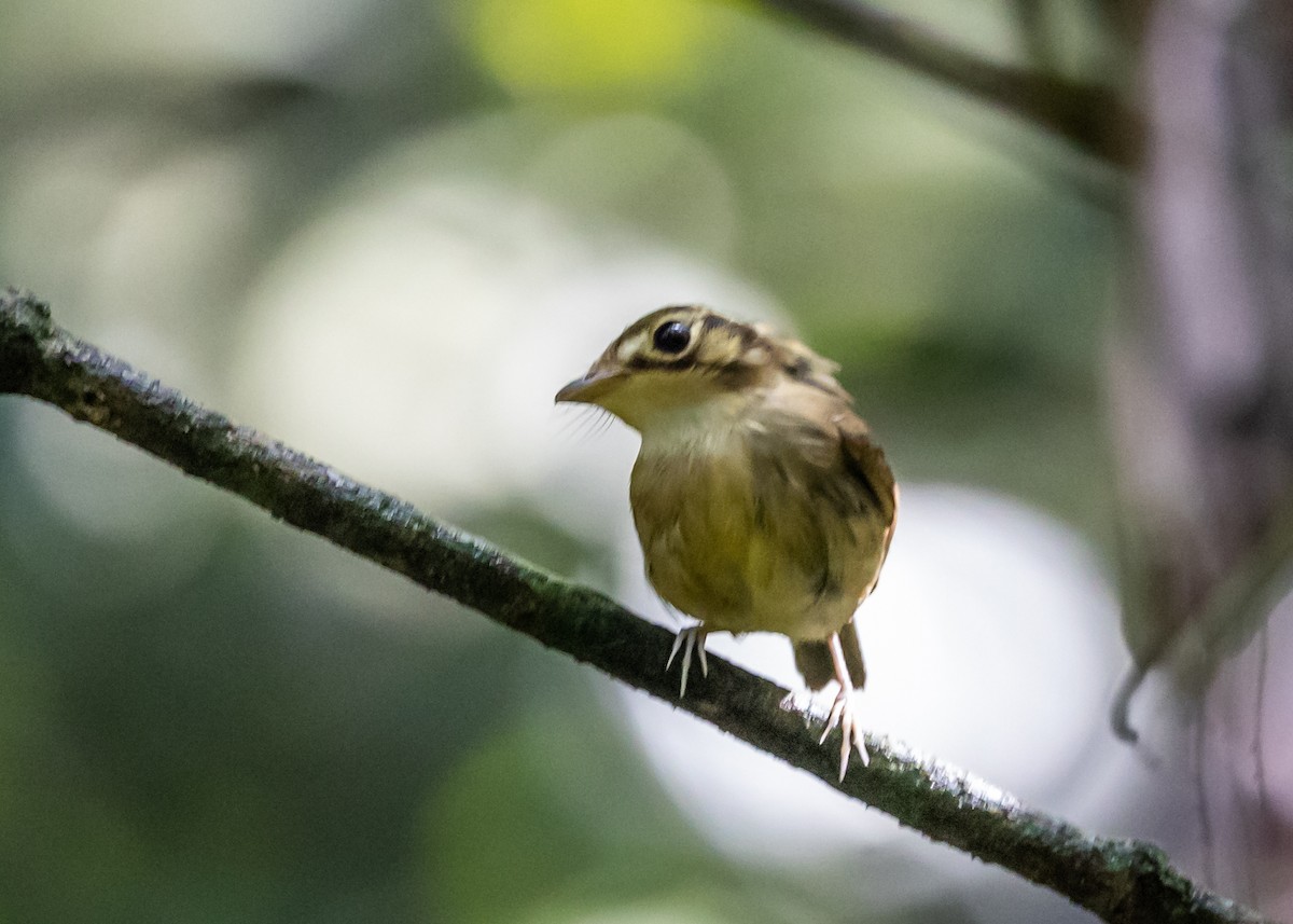 White-throated Spadebill - Clarisse Odebrecht