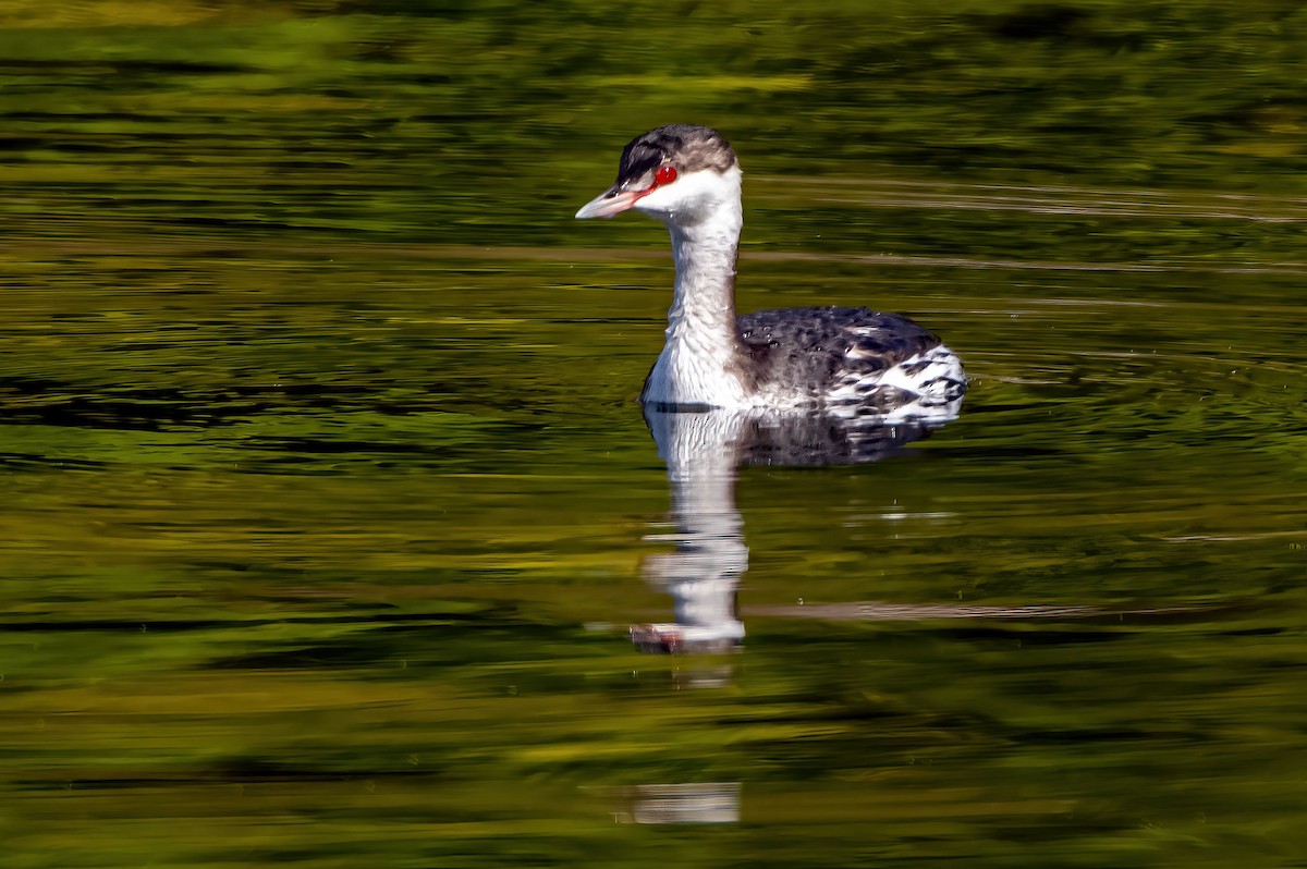 Horned Grebe - ML496712771