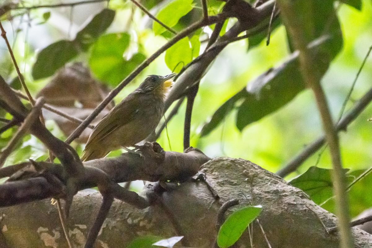 Western Bearded-Greenbul - ML496713691