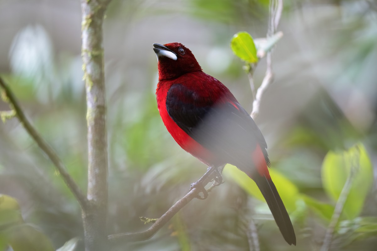 Crimson-backed Tanager - ML496714751