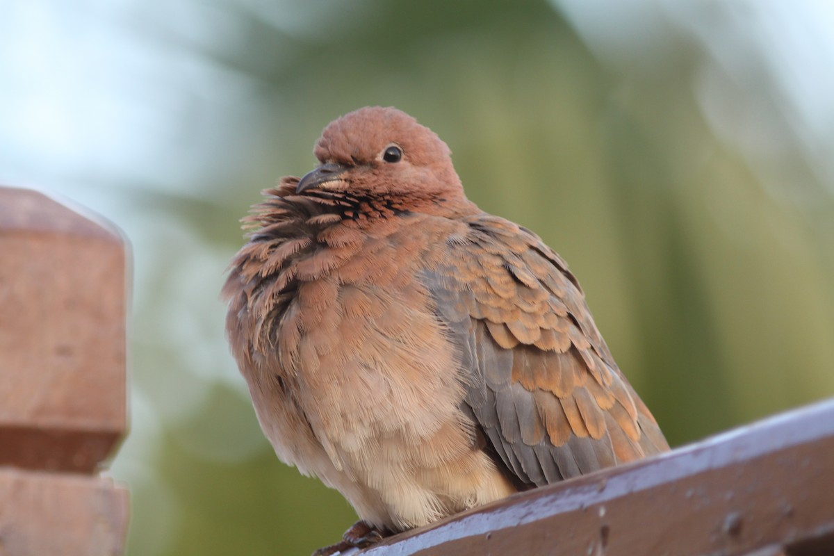 Laughing Dove - ML496714881