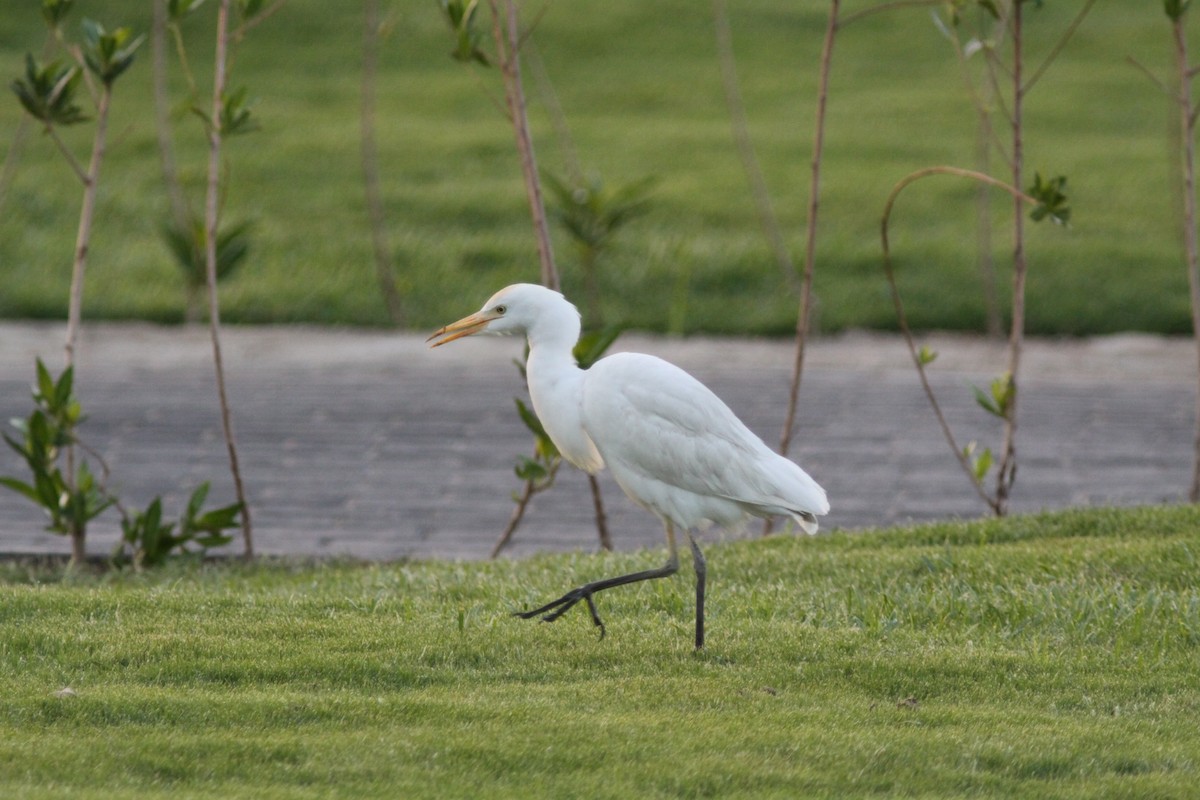 Western Cattle Egret - ML496715191