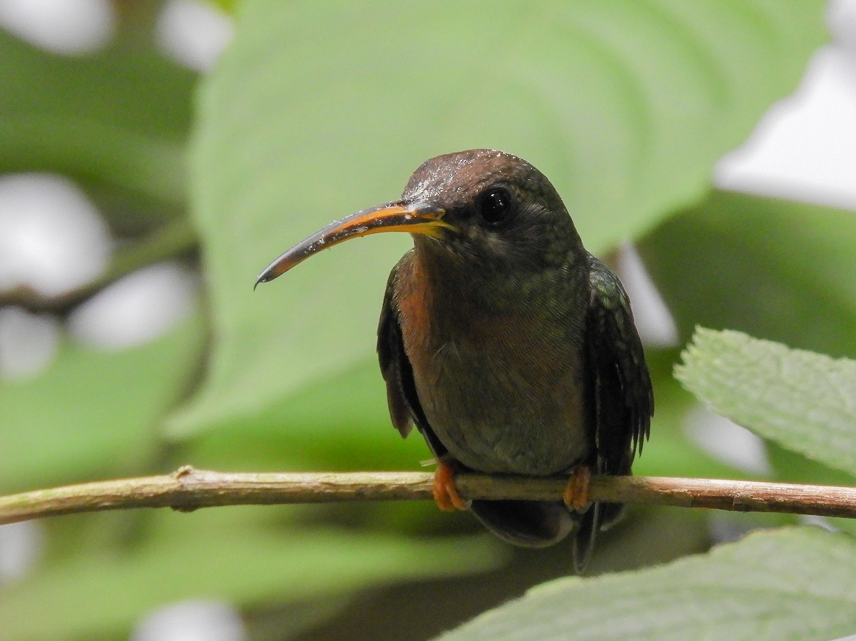 Rufous-breasted Hermit - Paul Molina A