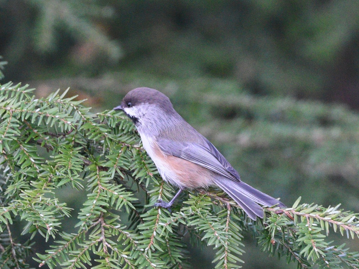 Boreal Chickadee - ML496715601