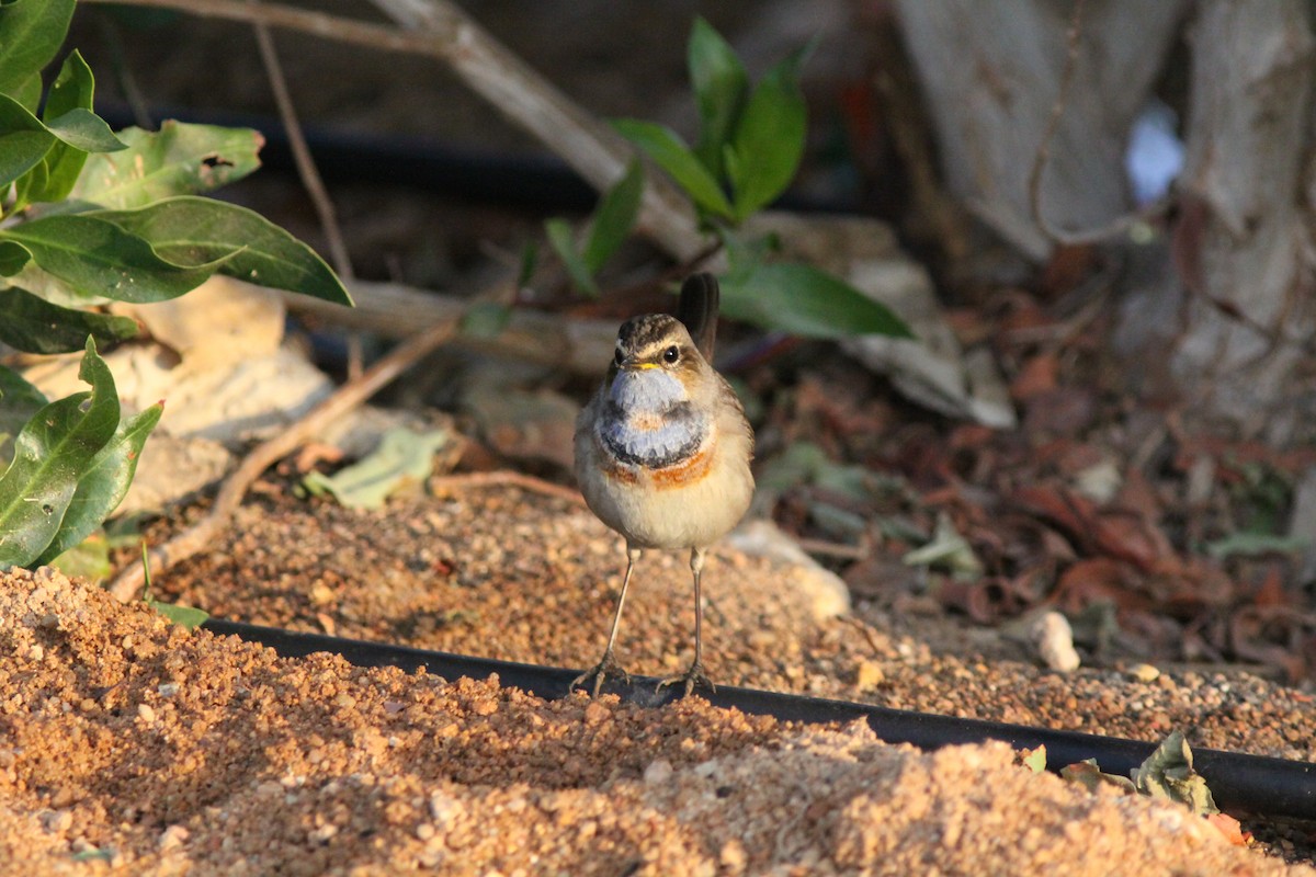 Bluethroat (Red-spotted) - ML496715631