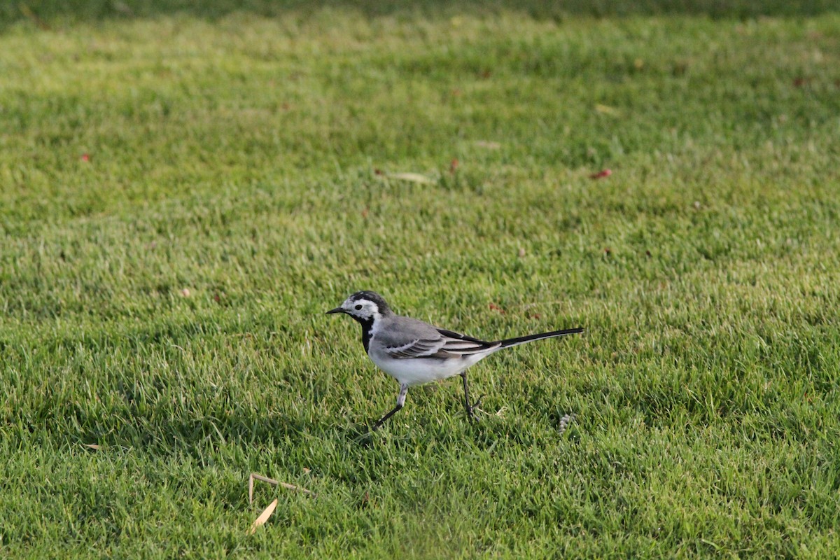 White Wagtail - ML496715731