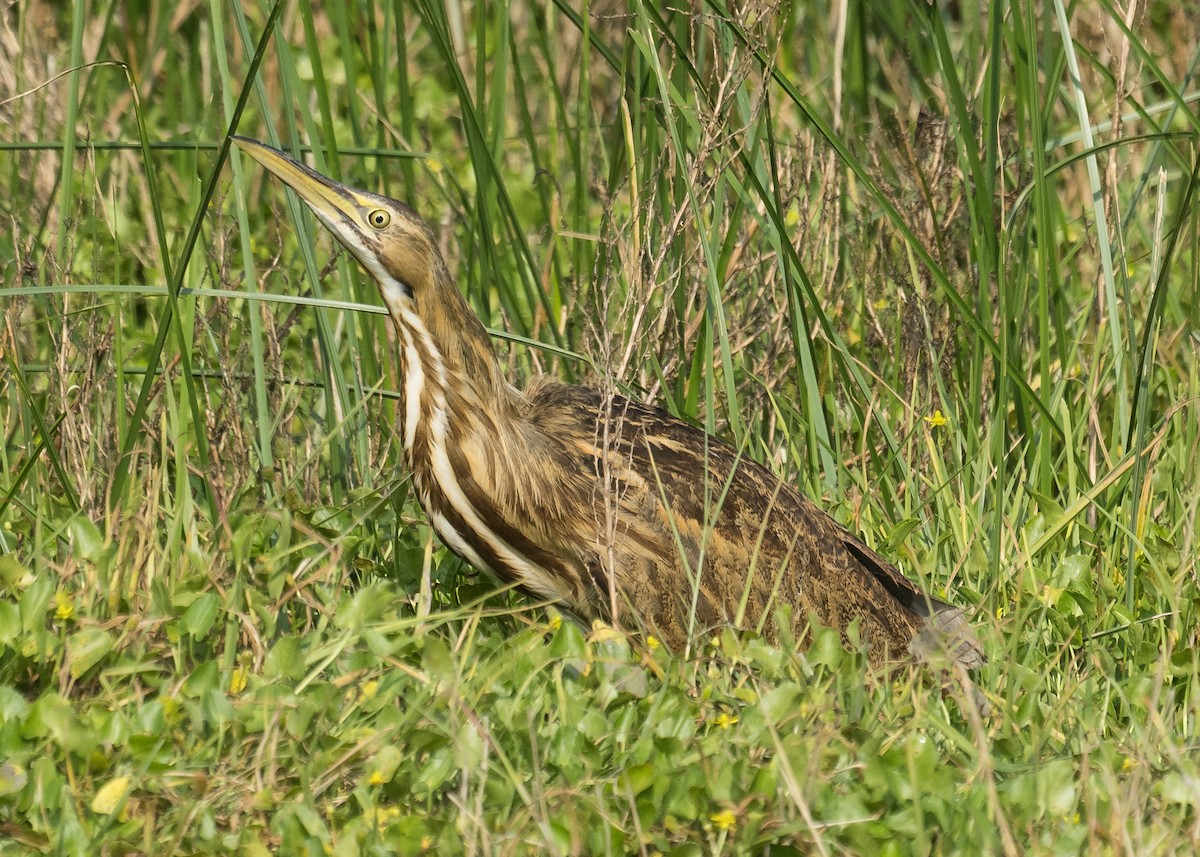 American Bittern - ML496715781