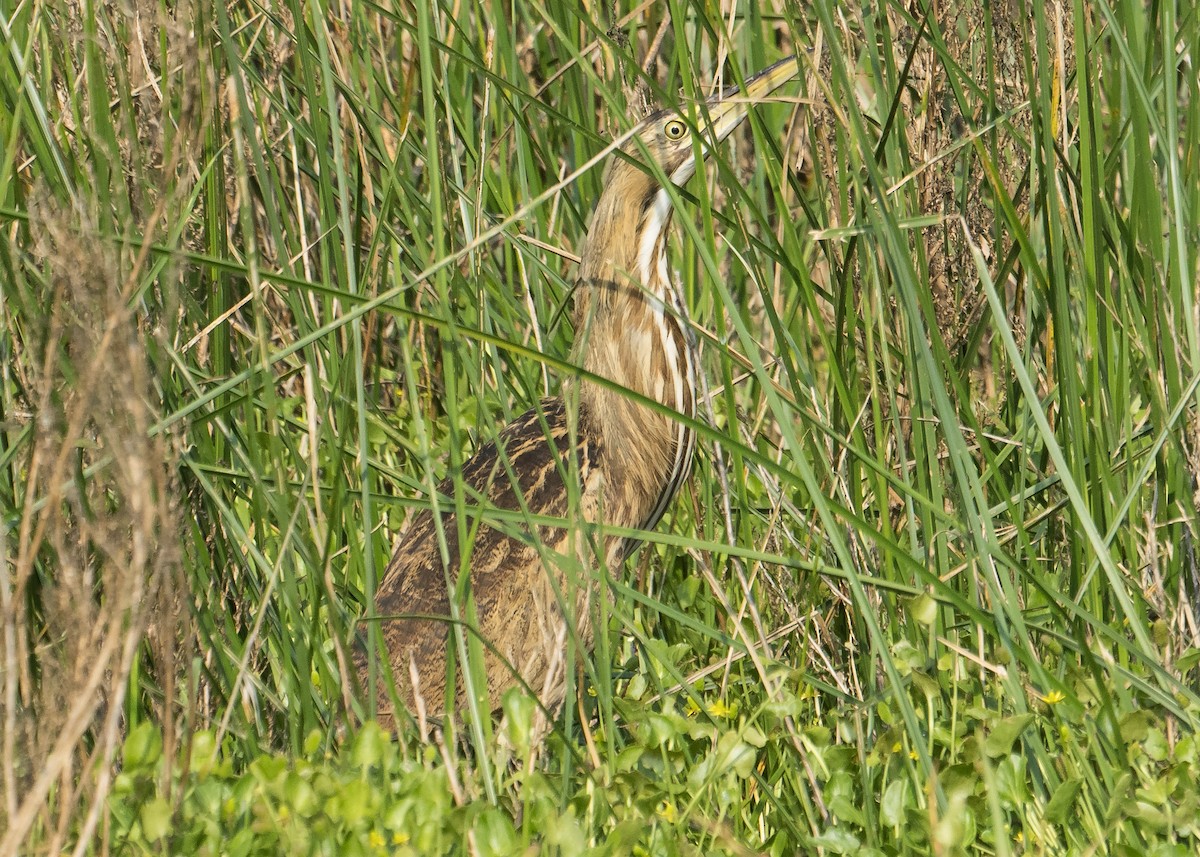 American Bittern - Patrick Van Thull