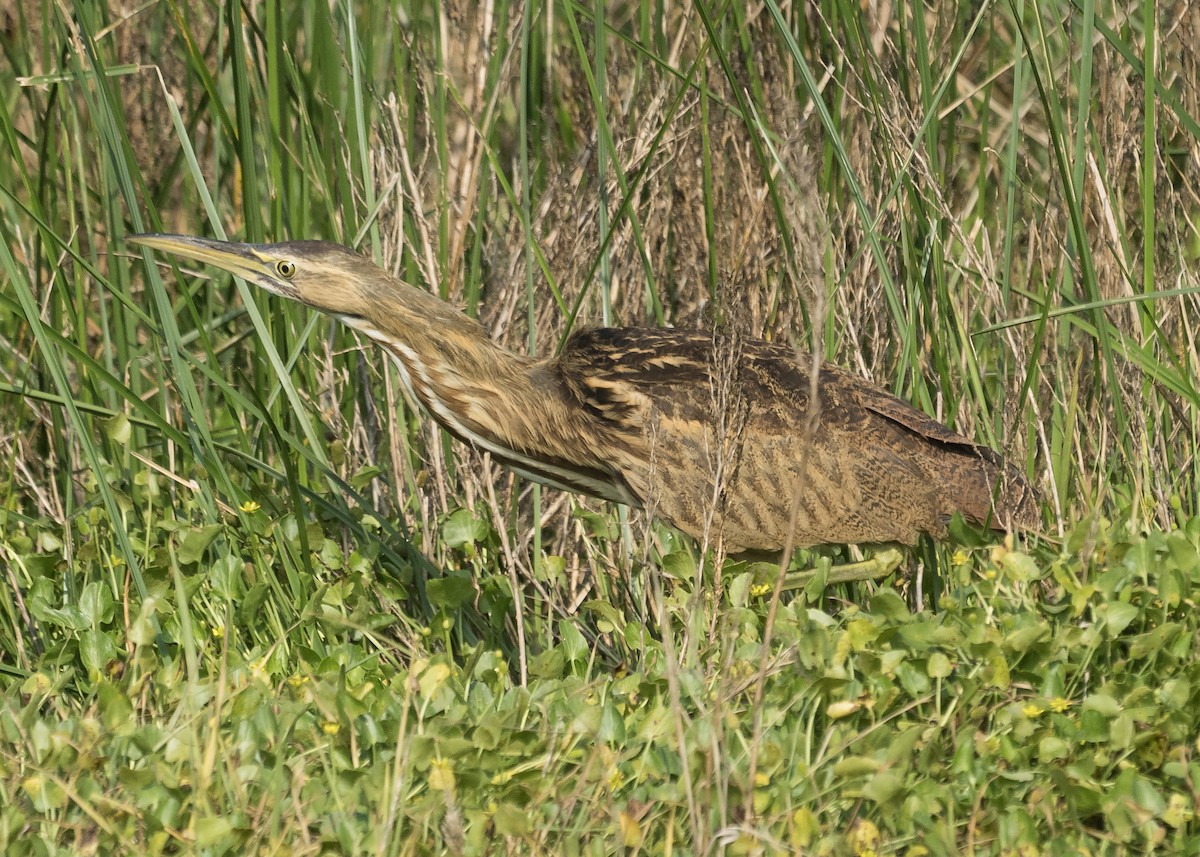 American Bittern - Patrick Van Thull