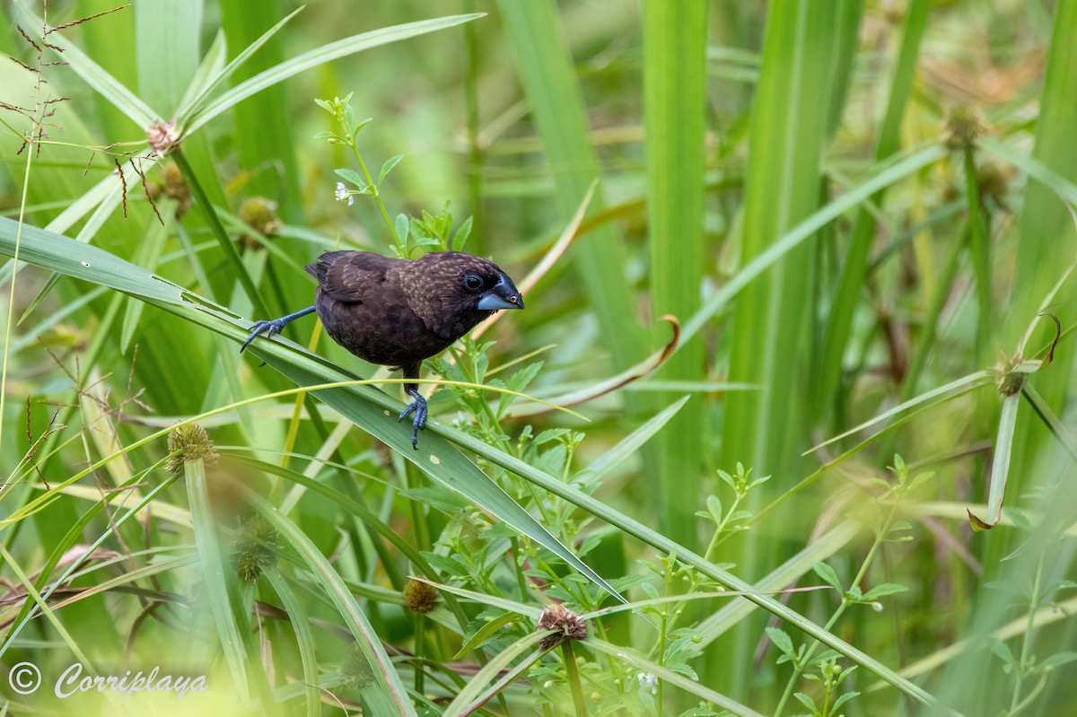 Dusky Munia - Fernando del Valle