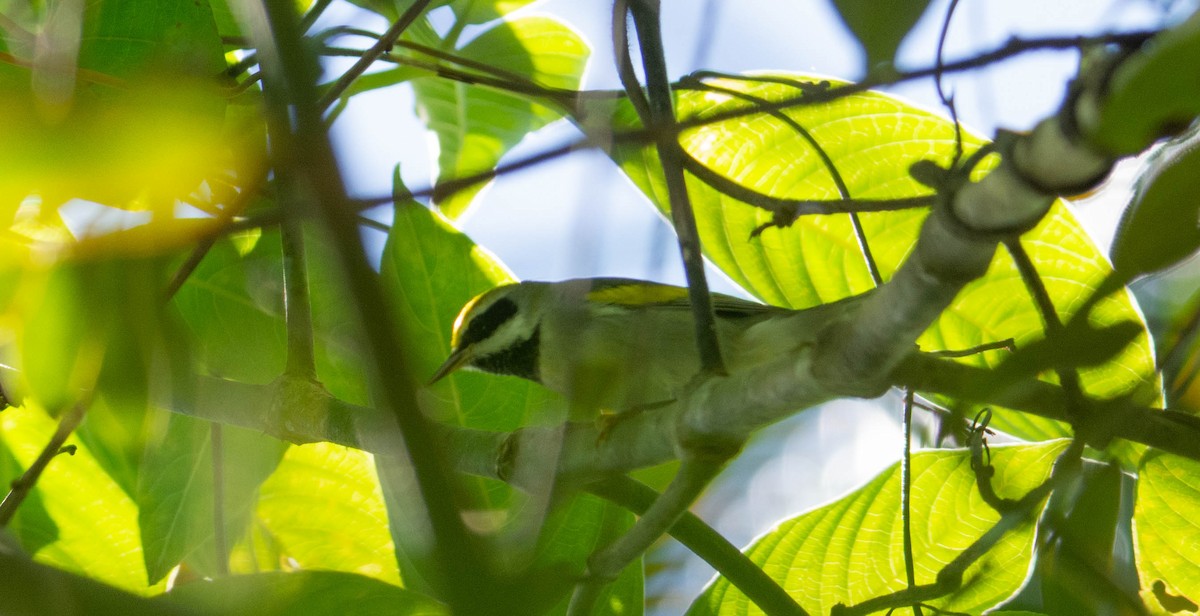 Golden-winged Warbler - ML496716961