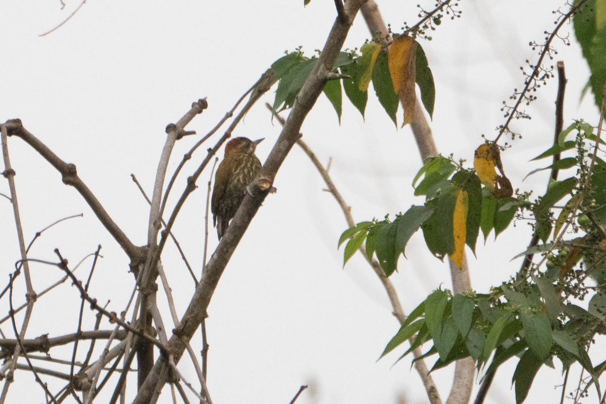 Green-backed Woodpecker (Little Green) - ML496717241