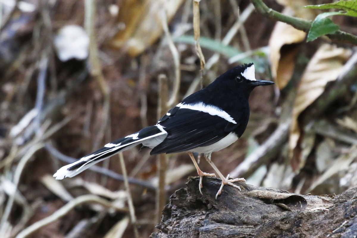 White-crowned Forktail - Paul Farrell