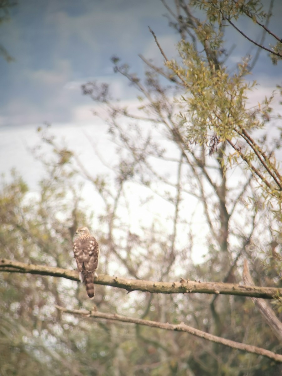 Eurasian Goshawk - ML496719261