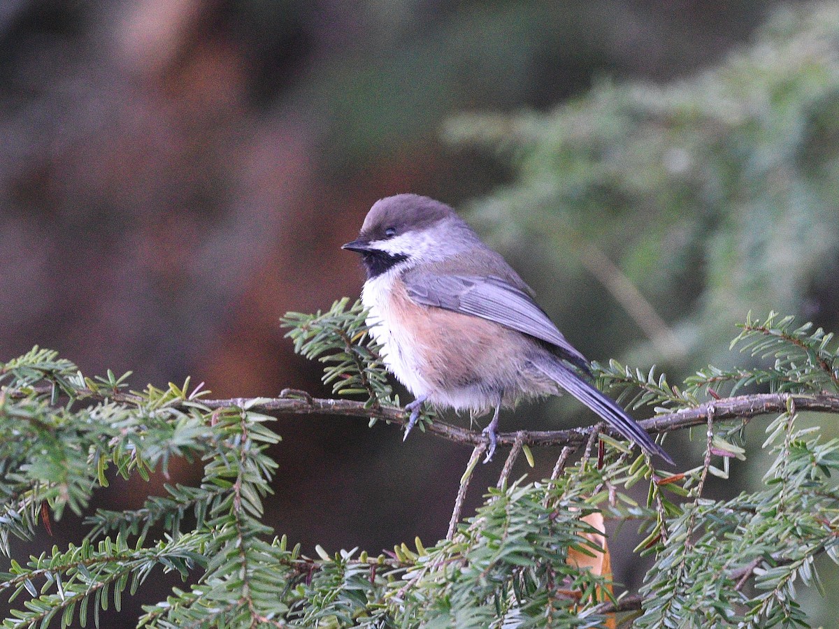 Boreal Chickadee - ML496719501