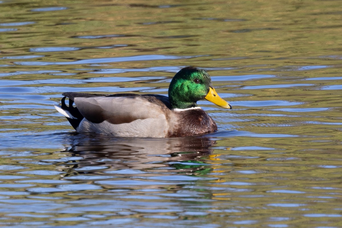 Mallard - ML496720151