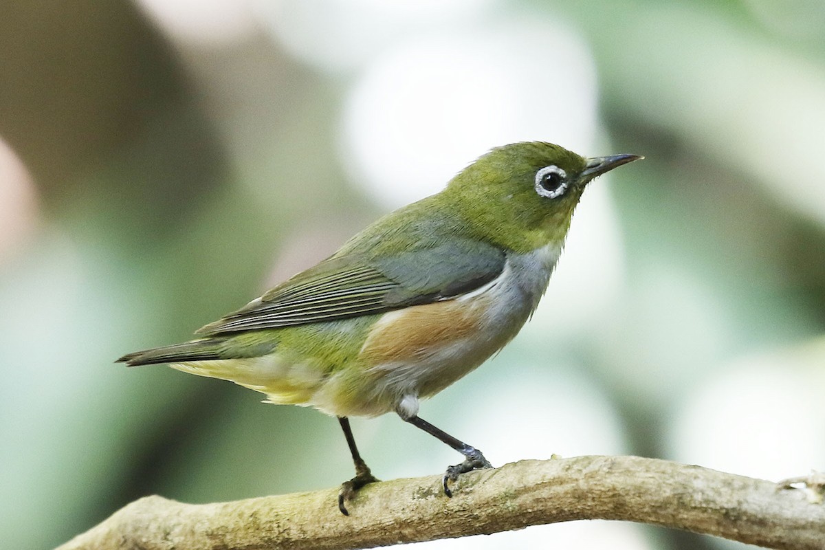 Chestnut-flanked White-eye - ML49672021