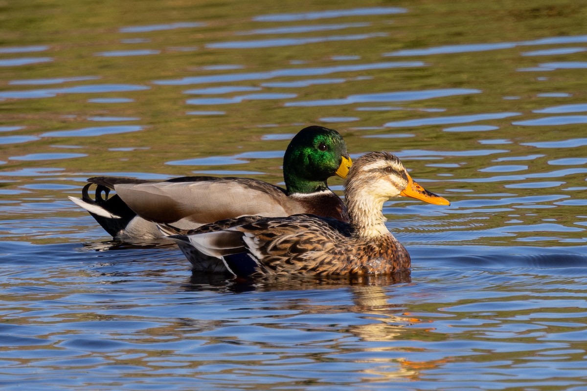 Mallard (Domestic type) - ML496720221