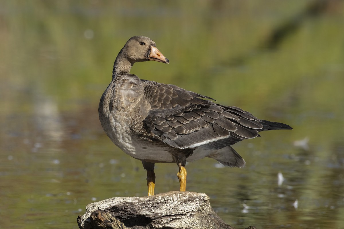 Greater White-fronted Goose - marlin harms