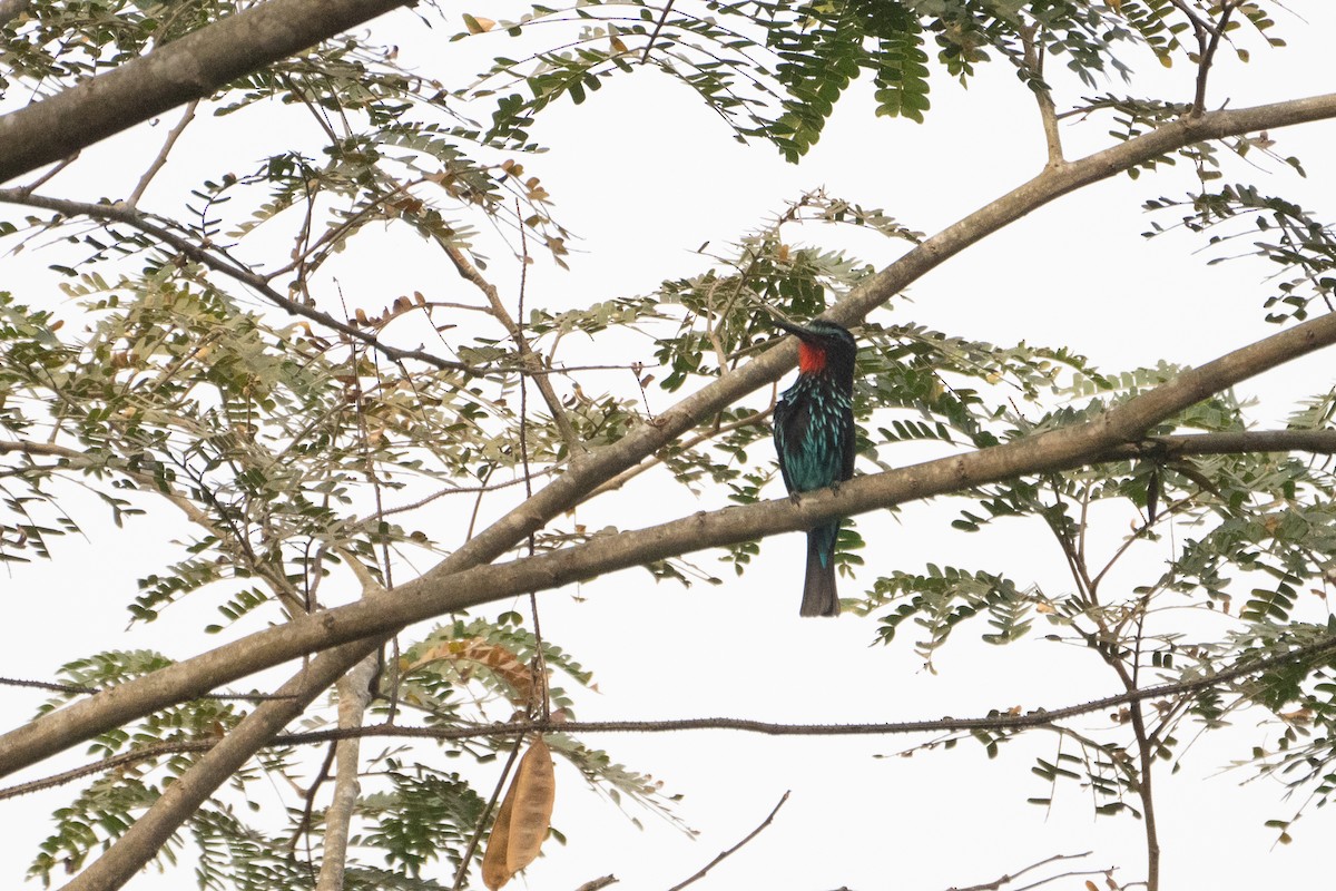 Black Bee-eater - ML496723101