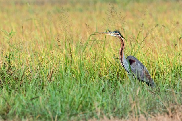 Purple Heron - ML49672421