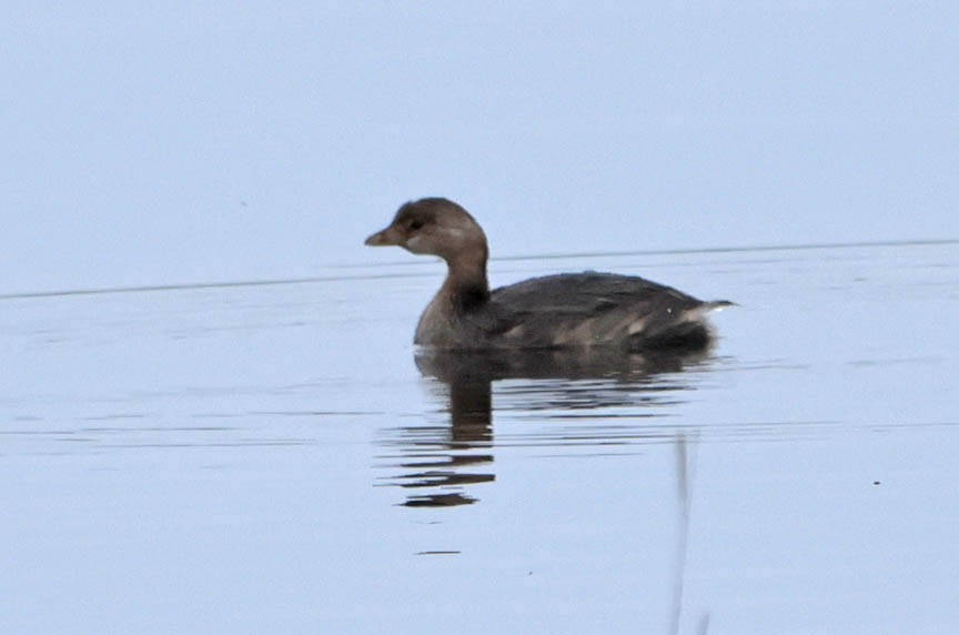 Pied-billed Grebe - ML496724791