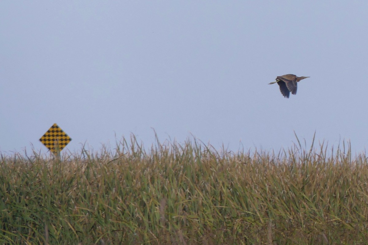 American Bittern - ML496725451