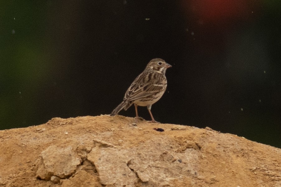 Vesper Sparrow - ML496725911