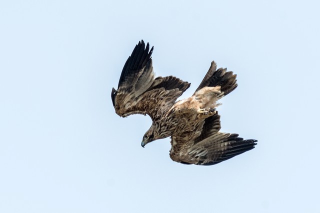 Águila Imperial Oriental - ML49672601