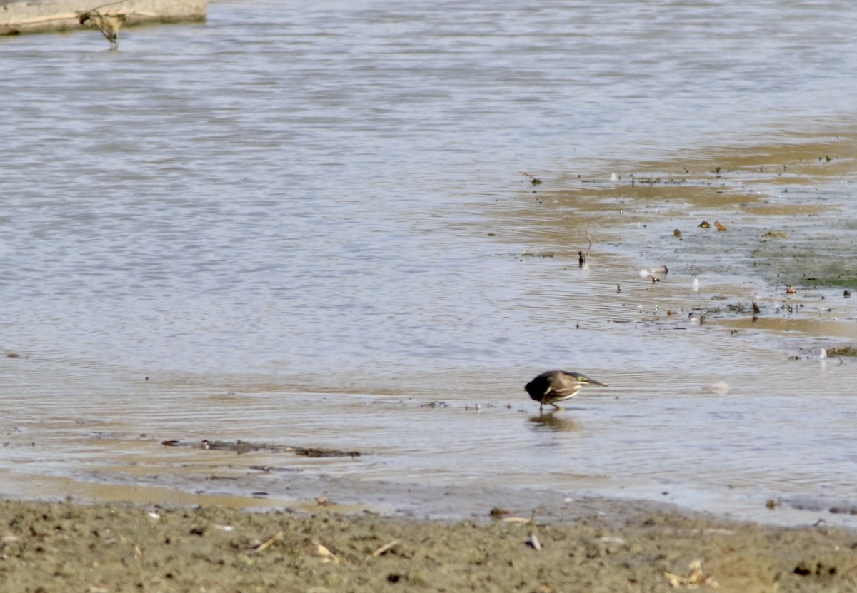 Green Heron - ML496726011